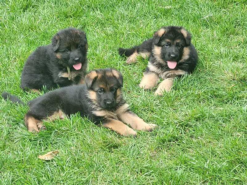 world class german shepherd puppies