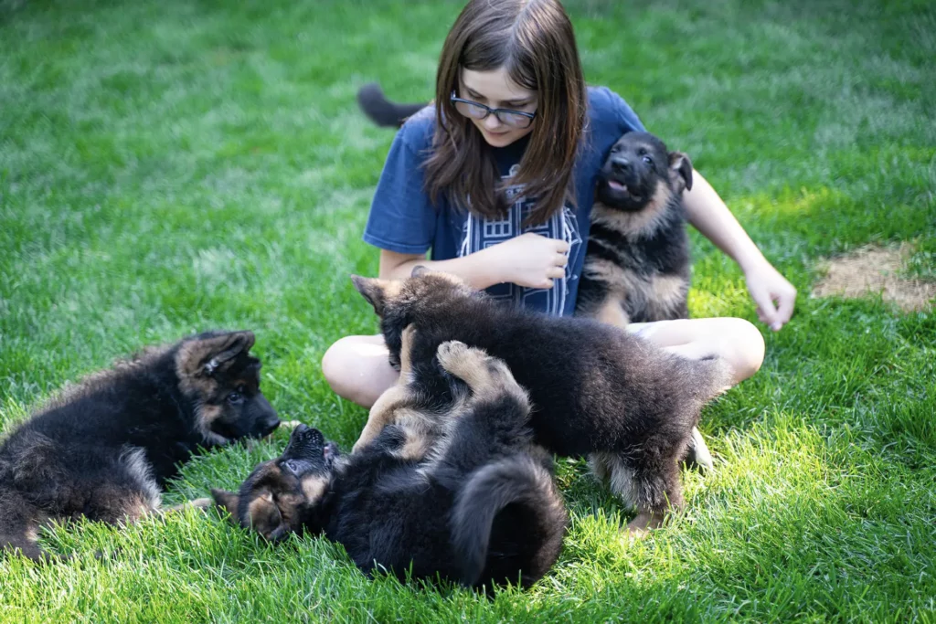 Unleash the Best Family Dog: Working Show Line German Shepherd