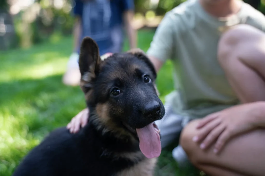 Positive Reinforcement Training for Working Show Line German Shepherd Puppies